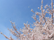 画像：４月イベント桜風景