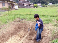 画像：５月イベントお芋の苗植え