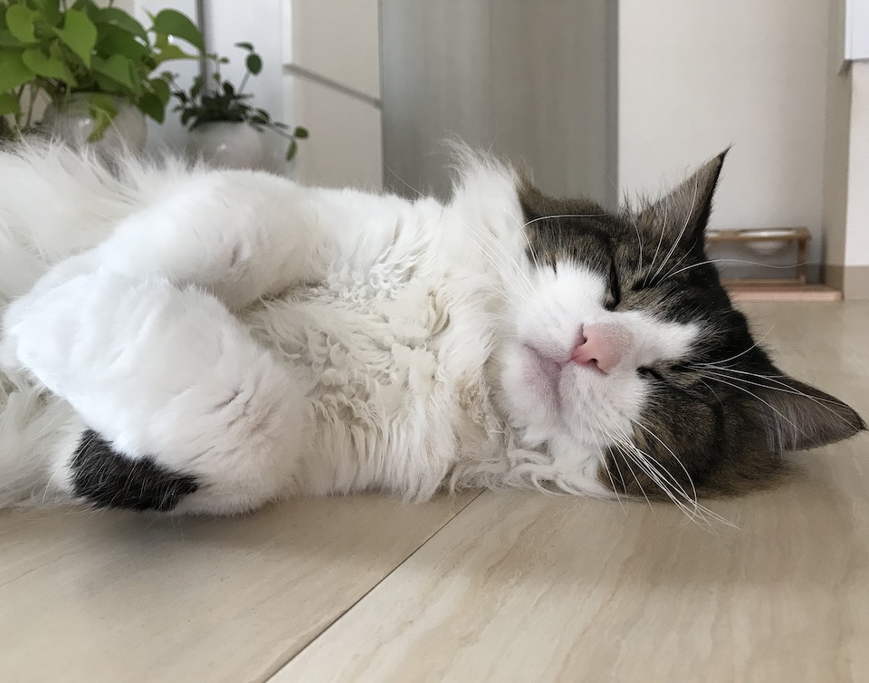 TOM