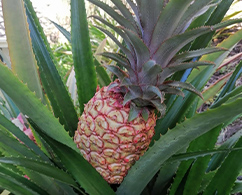 pineapple