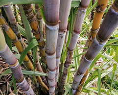 sugarcane