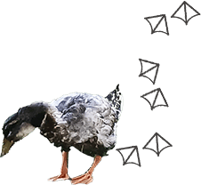 カモのガースケ